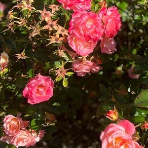 MOVING SALE EVERYTHING MUST GO